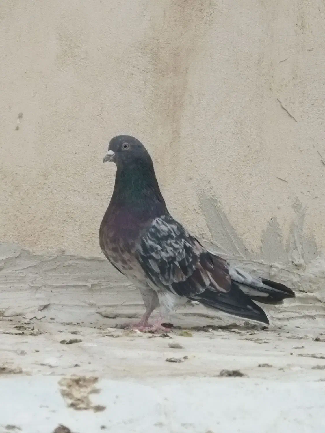 سرور رفتنی|حیوانات|ارومیه, |دیوار