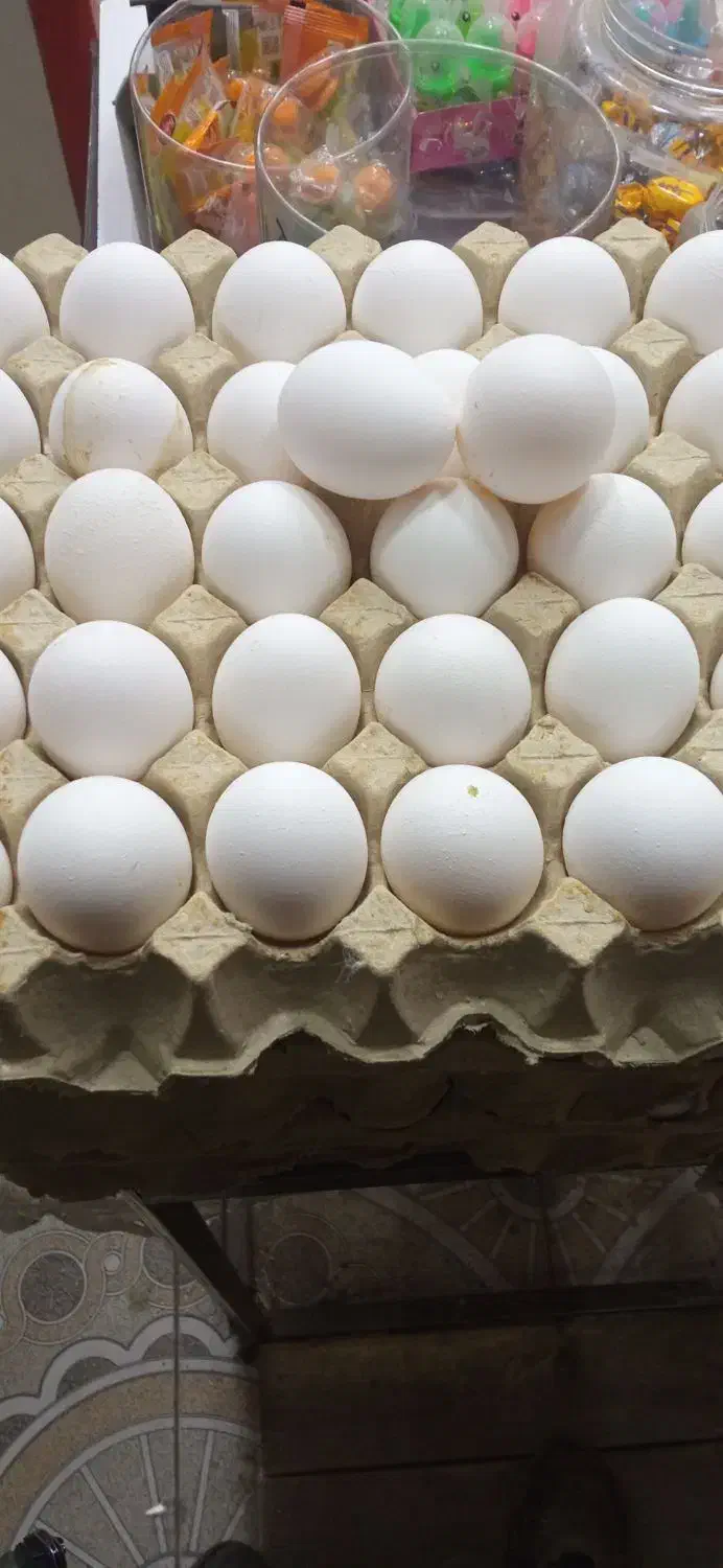 تخم مرغ به قیمت درب مرغداری|خوردنی و آشامیدنی|آذرشهر, |دیوار