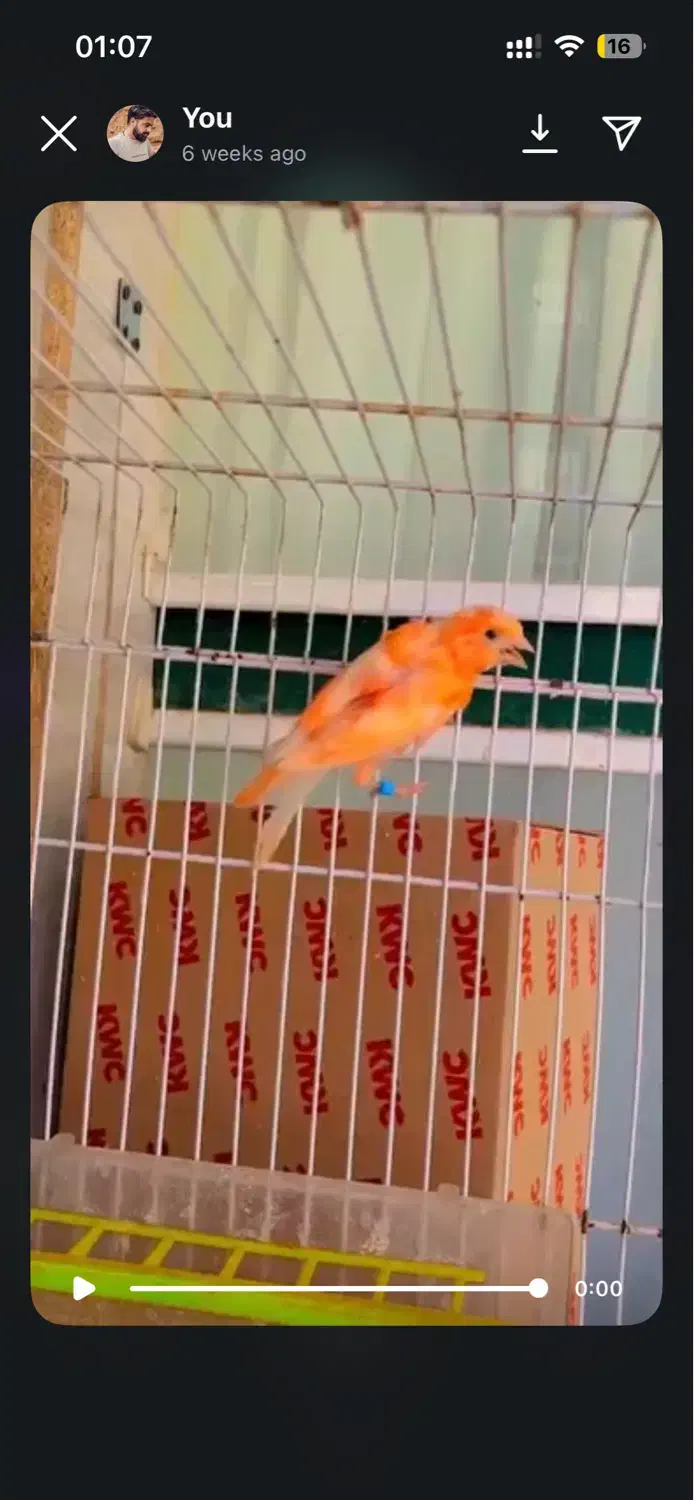 ماده ردتازه بالغ|پرنده|بیرجند, |دیوار