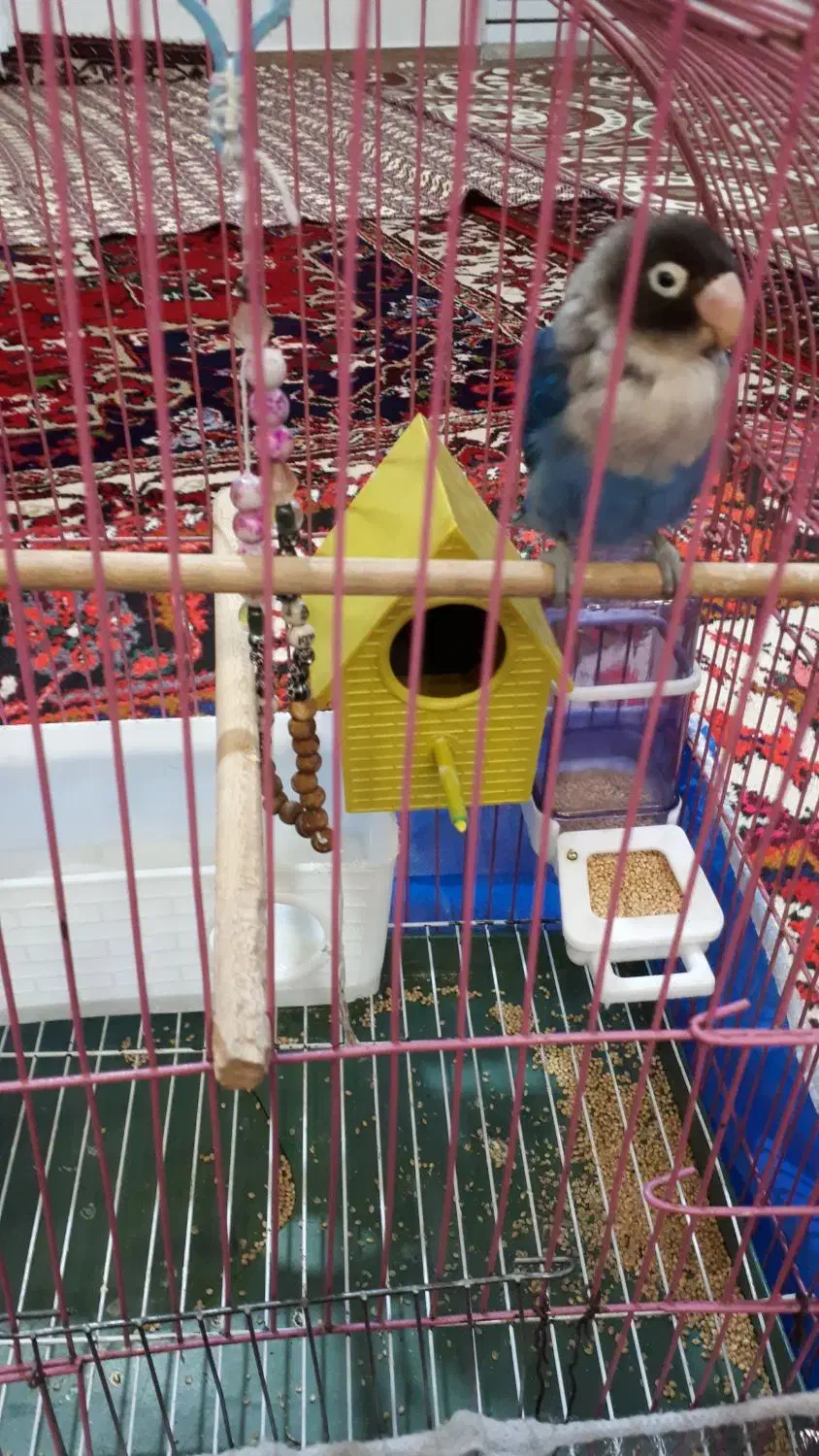 طوطی کوتوله اهلی|پرنده|تبریز, |دیوار