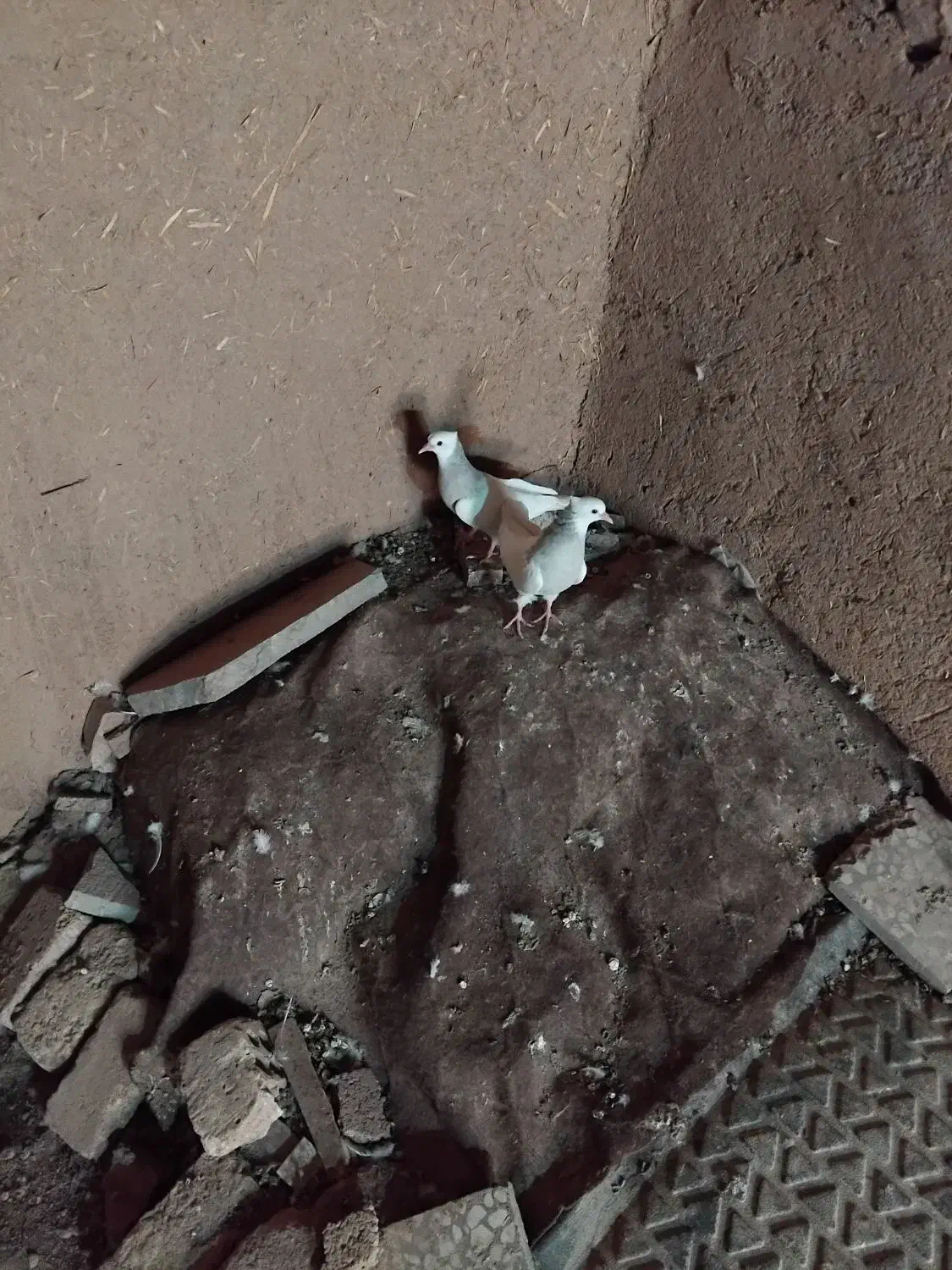 جوجه طوقی 70روز|پرنده|نجفآباد, یزدانشهر|دیوار