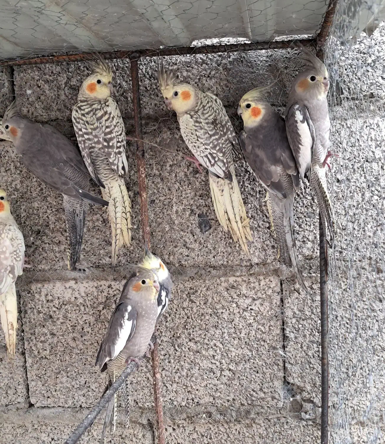 فروش عروس هلندی|پرنده|رضوانشهر, |دیوار