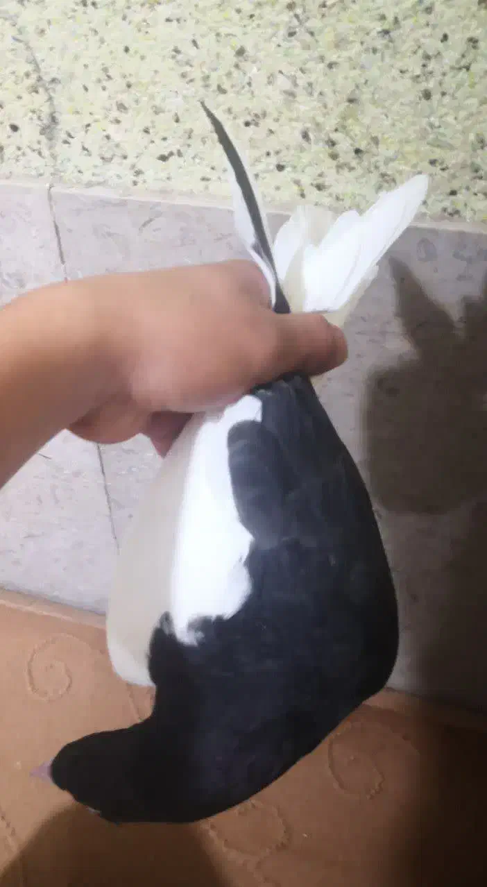 کبوتر|پرنده|فسا, |دیوار