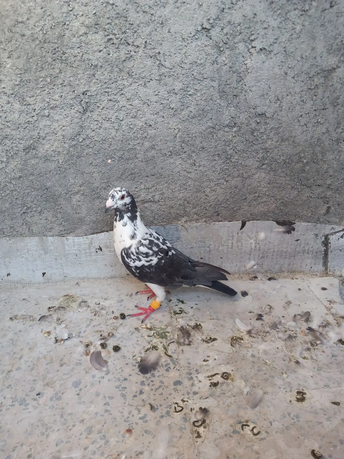 بزک‌نر|پرنده|لنجان, |دیوار