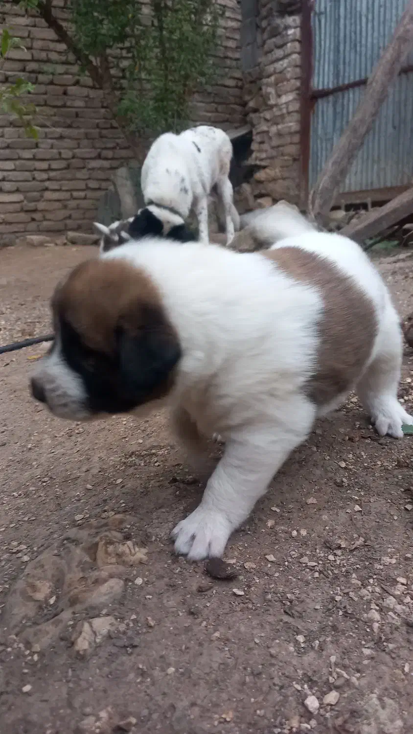 فروش توله نگهبان|سگ|بهشهر, |دیوار