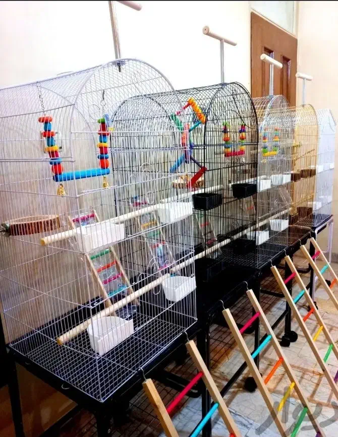 قفس عروس هلندی کوتوله گرینچیک و انواع پرندگان|لوازم جانبی حیوانات|اراک, |دیوار