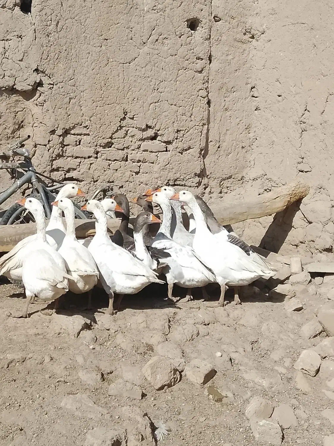 غاز محلی|حیوانات مزرعه|کنگاور, |دیوار