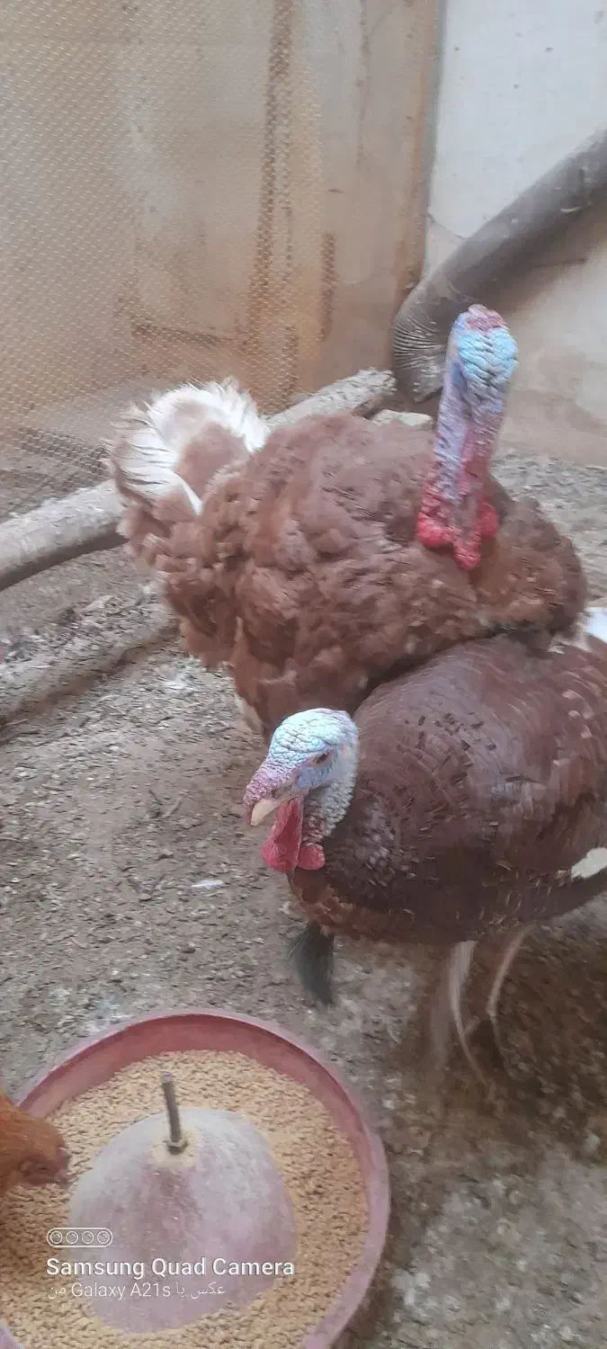 حیوان|حیوانات مزرعه|ایواوغلی, |دیوار