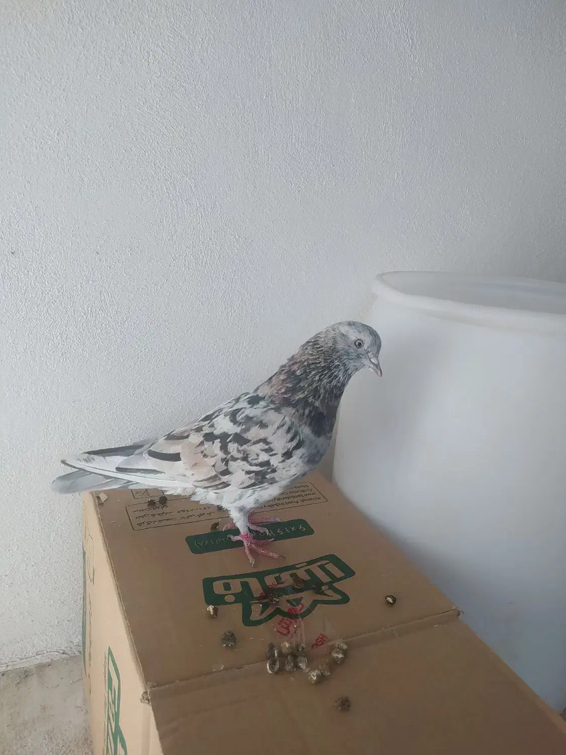 کبوتر گمشده|حیوانات|شاهرود, |دیوار
