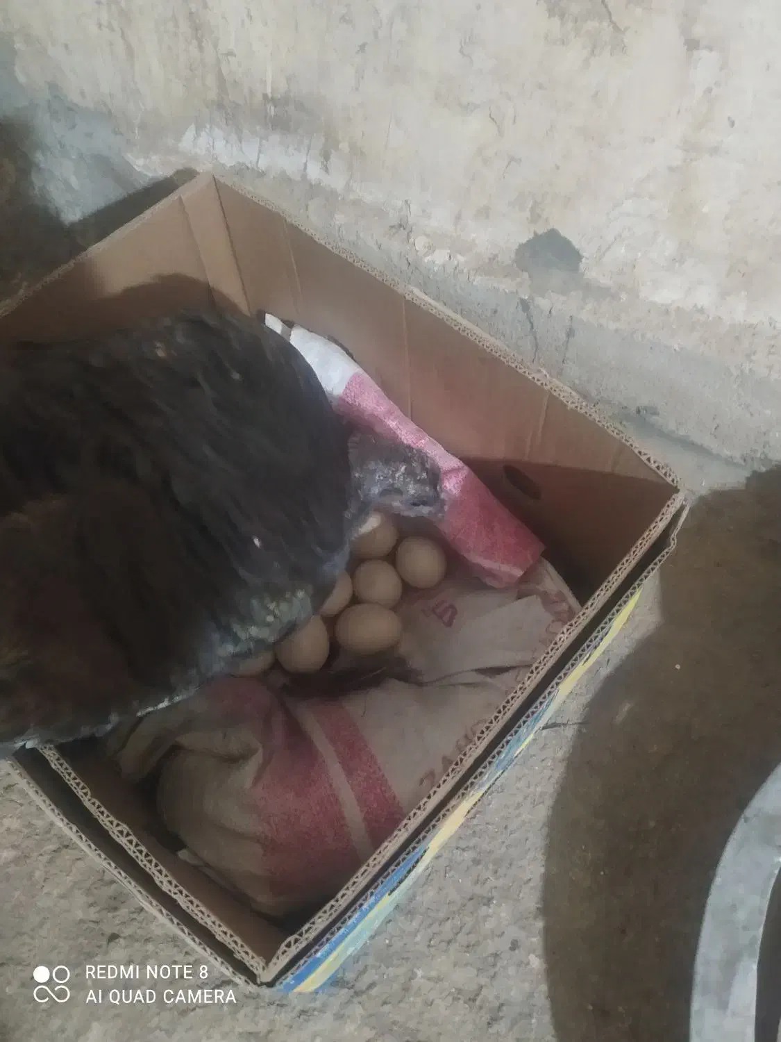 بوقلمون|حیوانات مزرعه|یاسوج, |دیوار