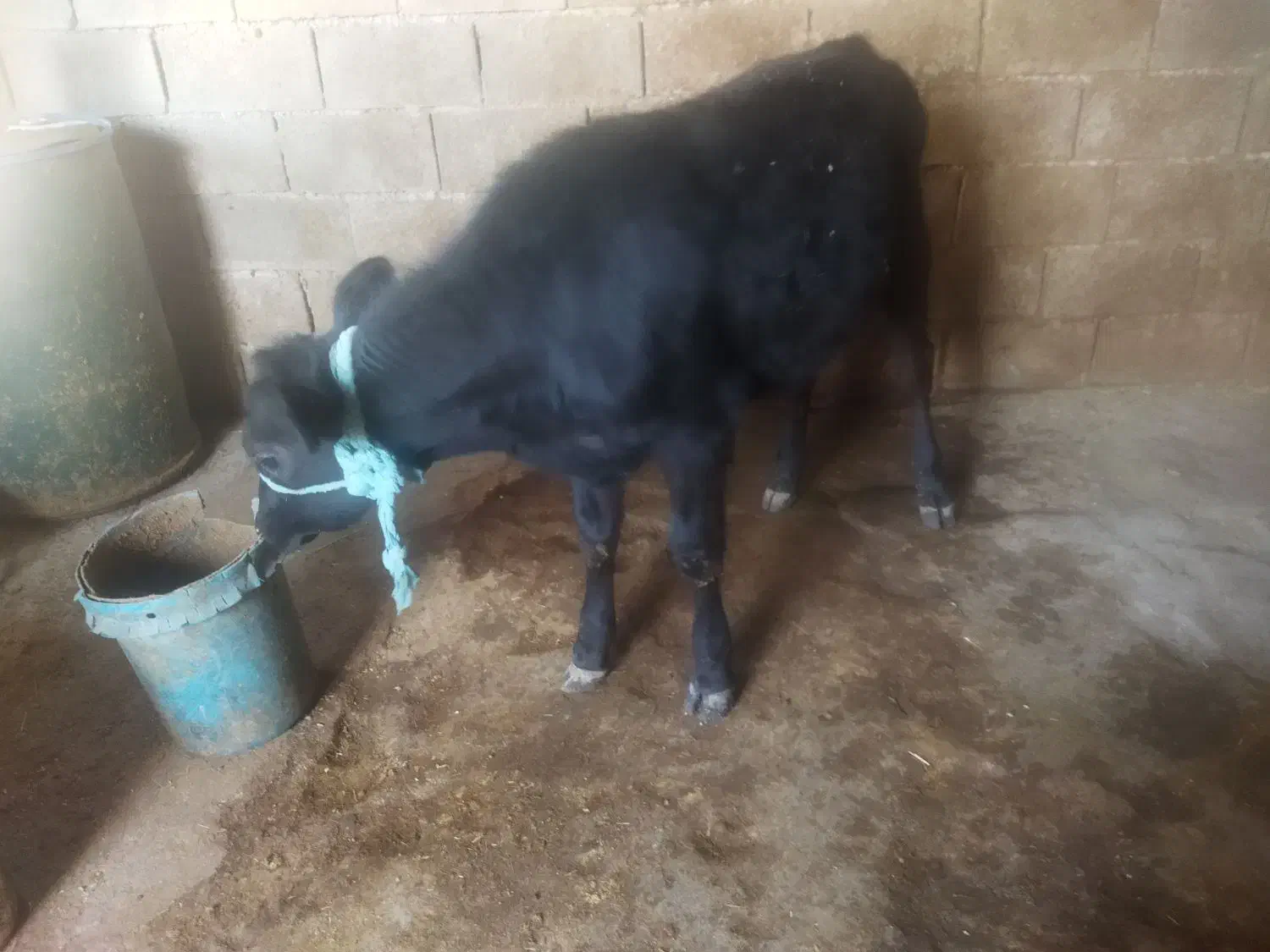 شنگل|حیوانات مزرعه|دهدشت, |دیوار