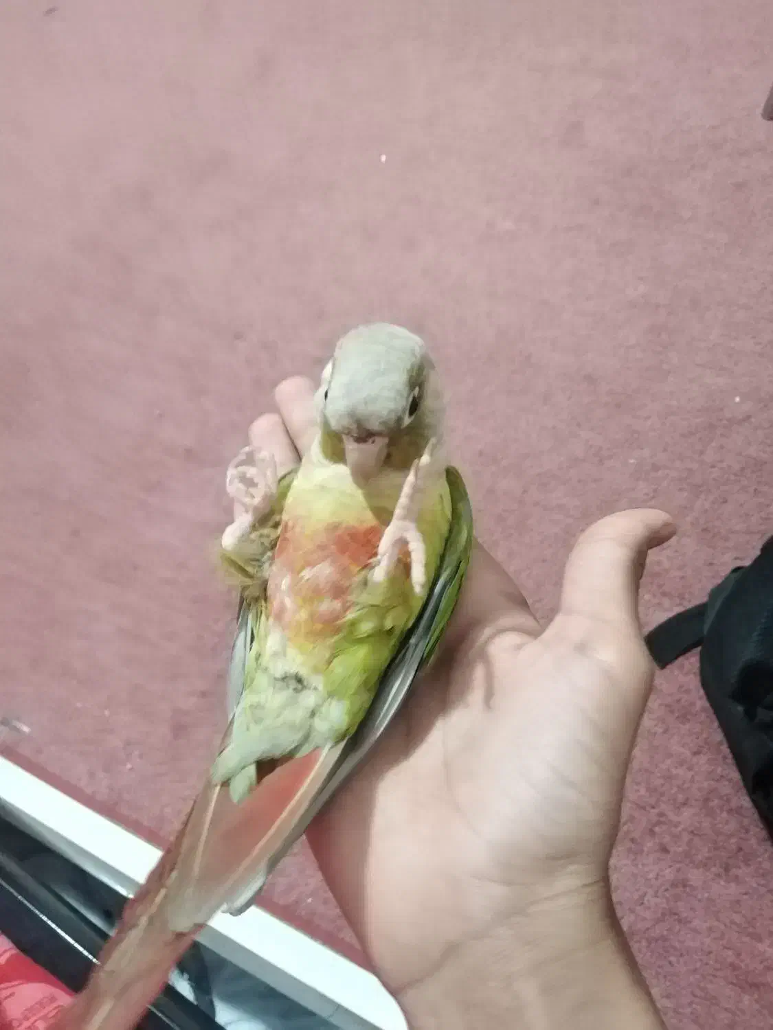 طوطی گرینچیگ بازیگوش|پرنده|زرند, |دیوار