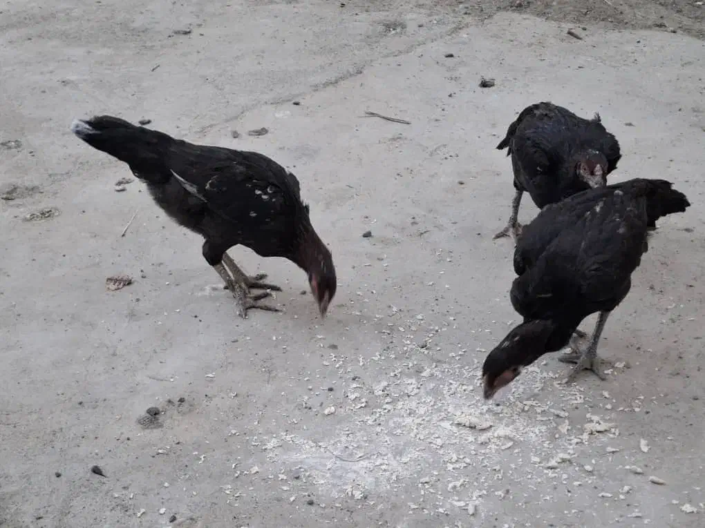 مرغ محلی به فروش  میرسد|حیوانات مزرعه|میناب, |دیوار