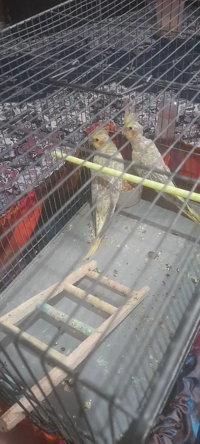 دو عدد طوطی عروس هلندی|پرنده|رشت, سلیمانداراب|دیوار