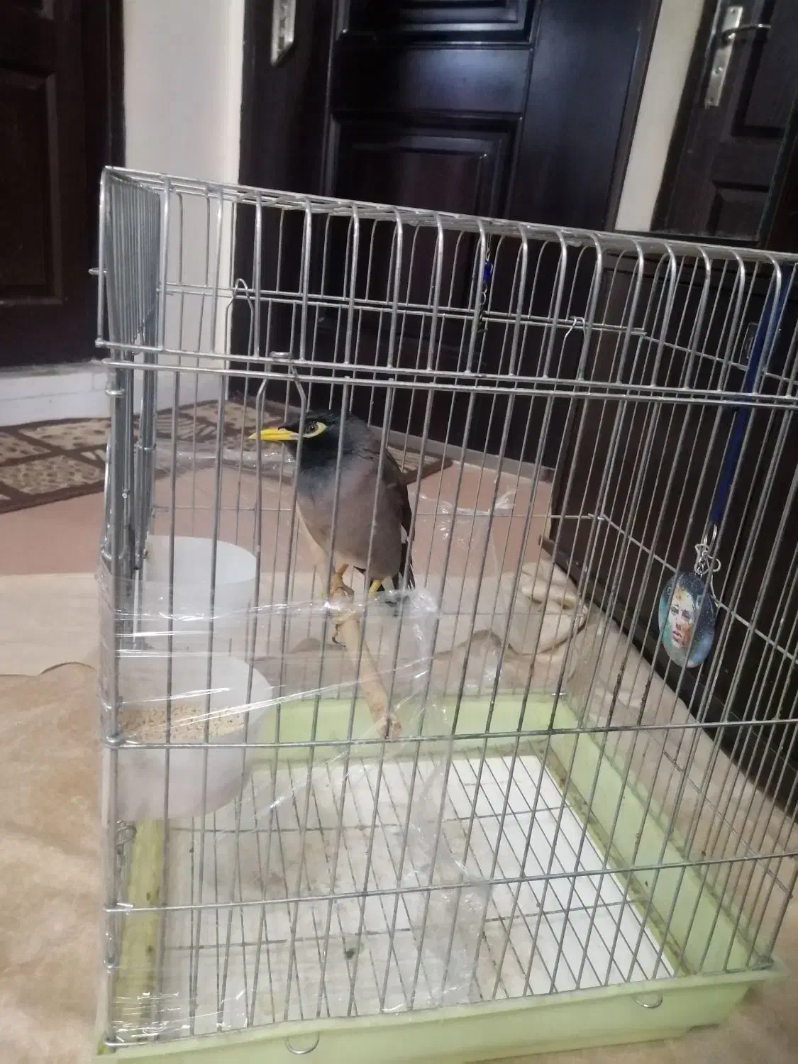 مرغ مینا دستی چشم ستاره ای پاکستانی اصل سخنگو|پرنده|صدرا-فارس, فاز ۱|دیوار