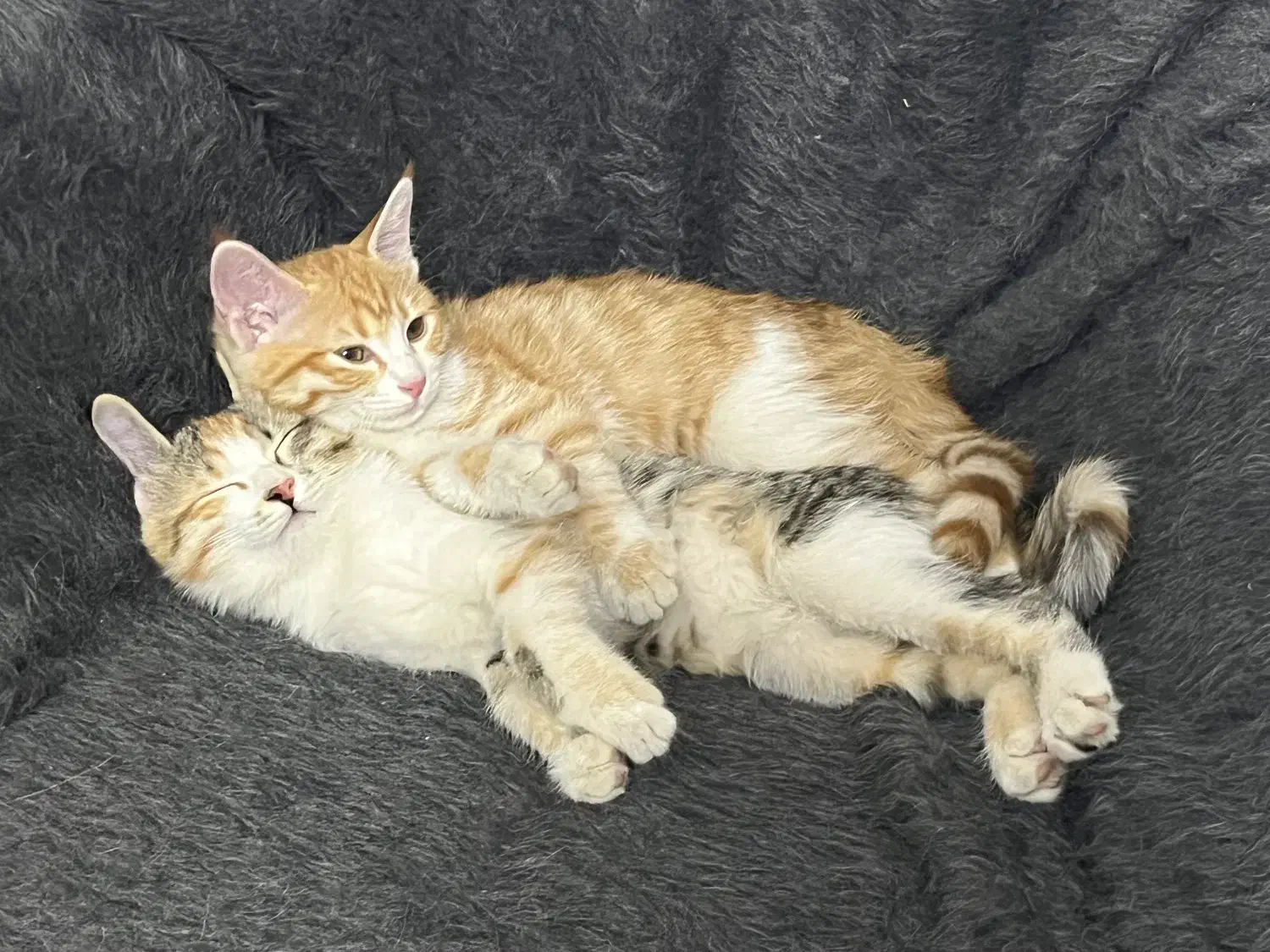 واگزاری رایگان گربه|گربه|یزد, |دیوار