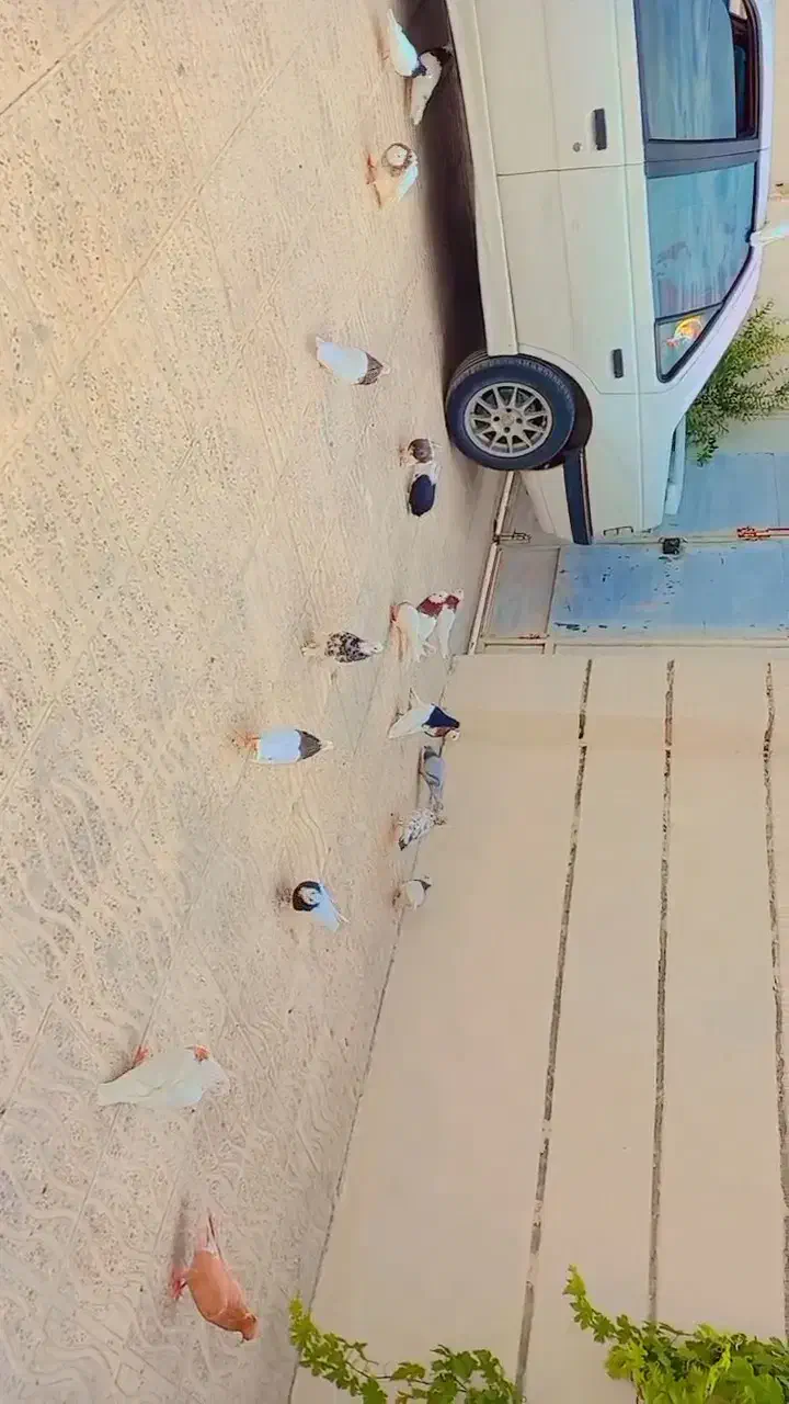 طوقی  سپیدان.|پرنده|سپیدان, |دیوار