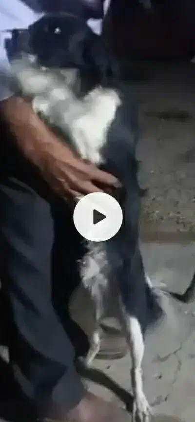 سگ.پاکوتاه.سیاه.|سگ|کرمان, |دیوار