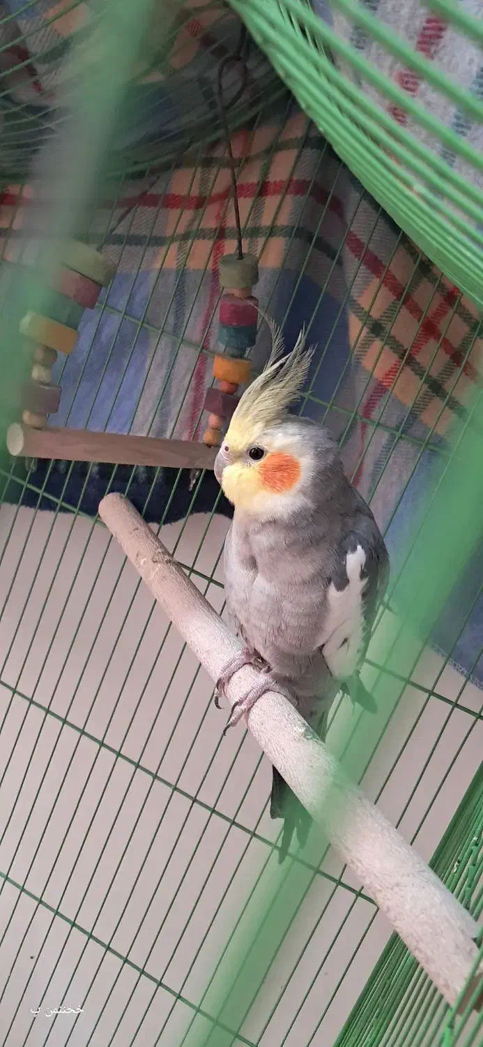 مژدگانی خیلی خوب برای پیدا شدنش|حیوانات|بهبهان, |دیوار