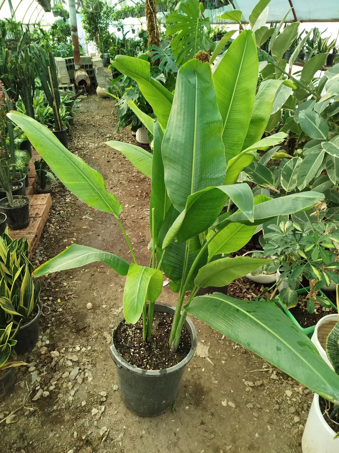 گل فروشی|گل و گیاه طبیعی|آزادشهر, |دیوار