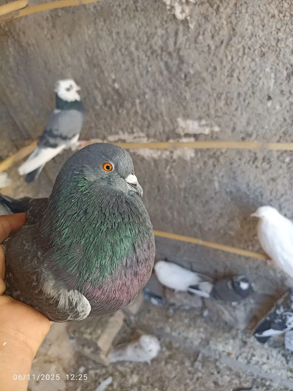 ۳۰۰دونی|پرنده|آبدانان, |دیوار