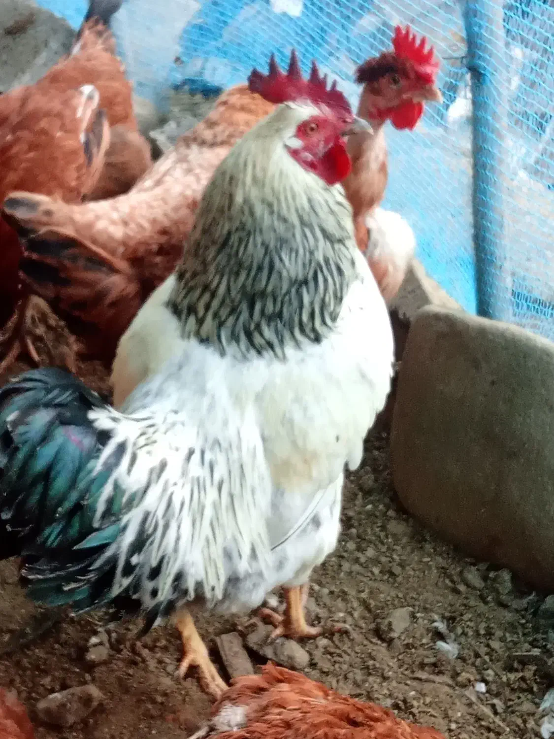 3 تا خروس|حیوانات مزرعه|املش, |دیوار