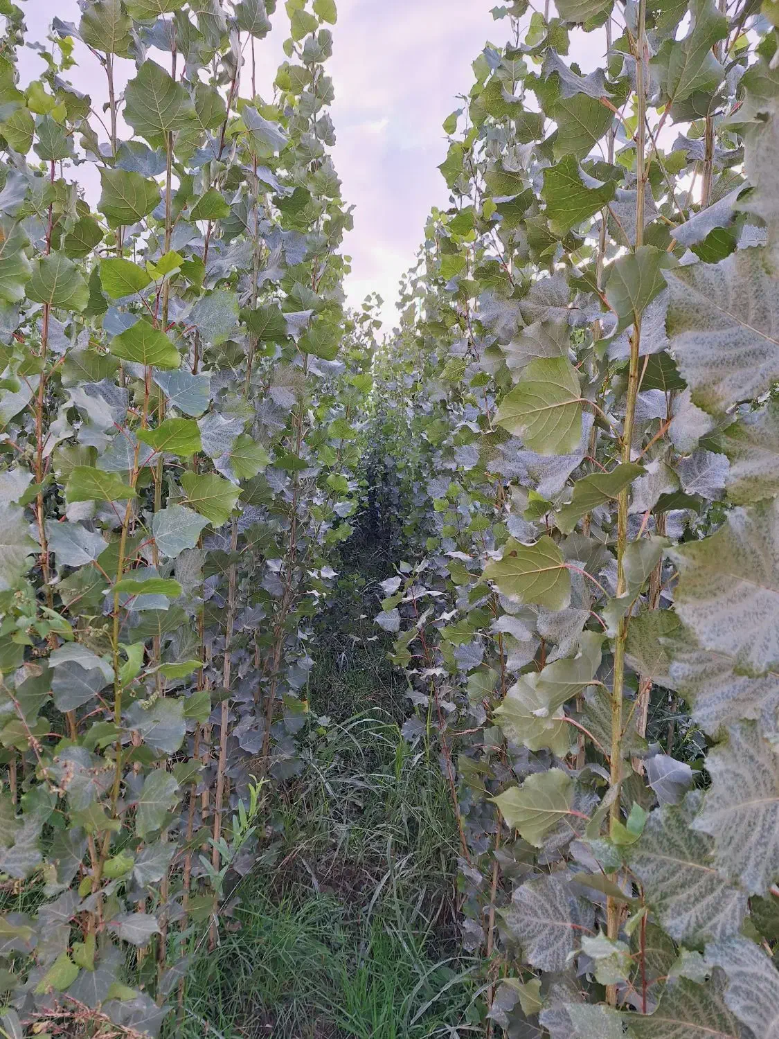 نهال صنوبر نیگرا و گردو چندلر فرانکی ژنتیپ برتر|گل و گیاه طبیعی|مشگین شهر, |دیوار