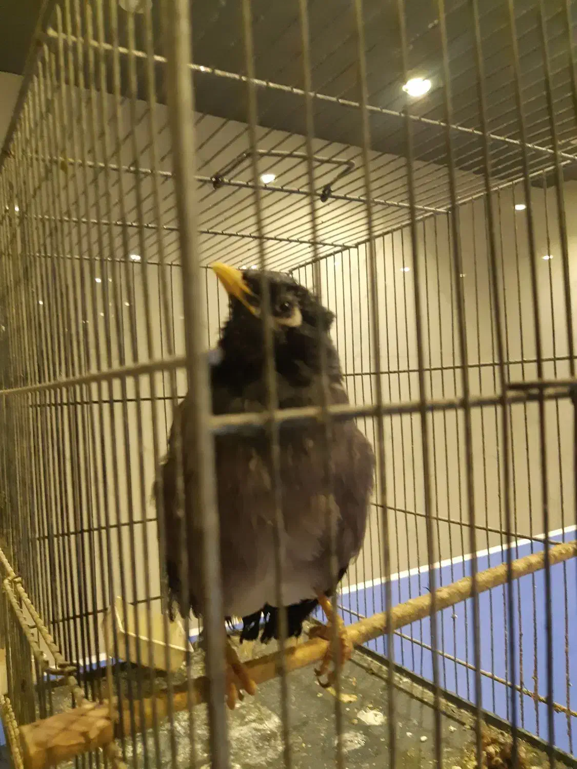 مرغ مینا و عروس هلندی و مرغ عشق|پرنده|قم, زینبیه|دیوار