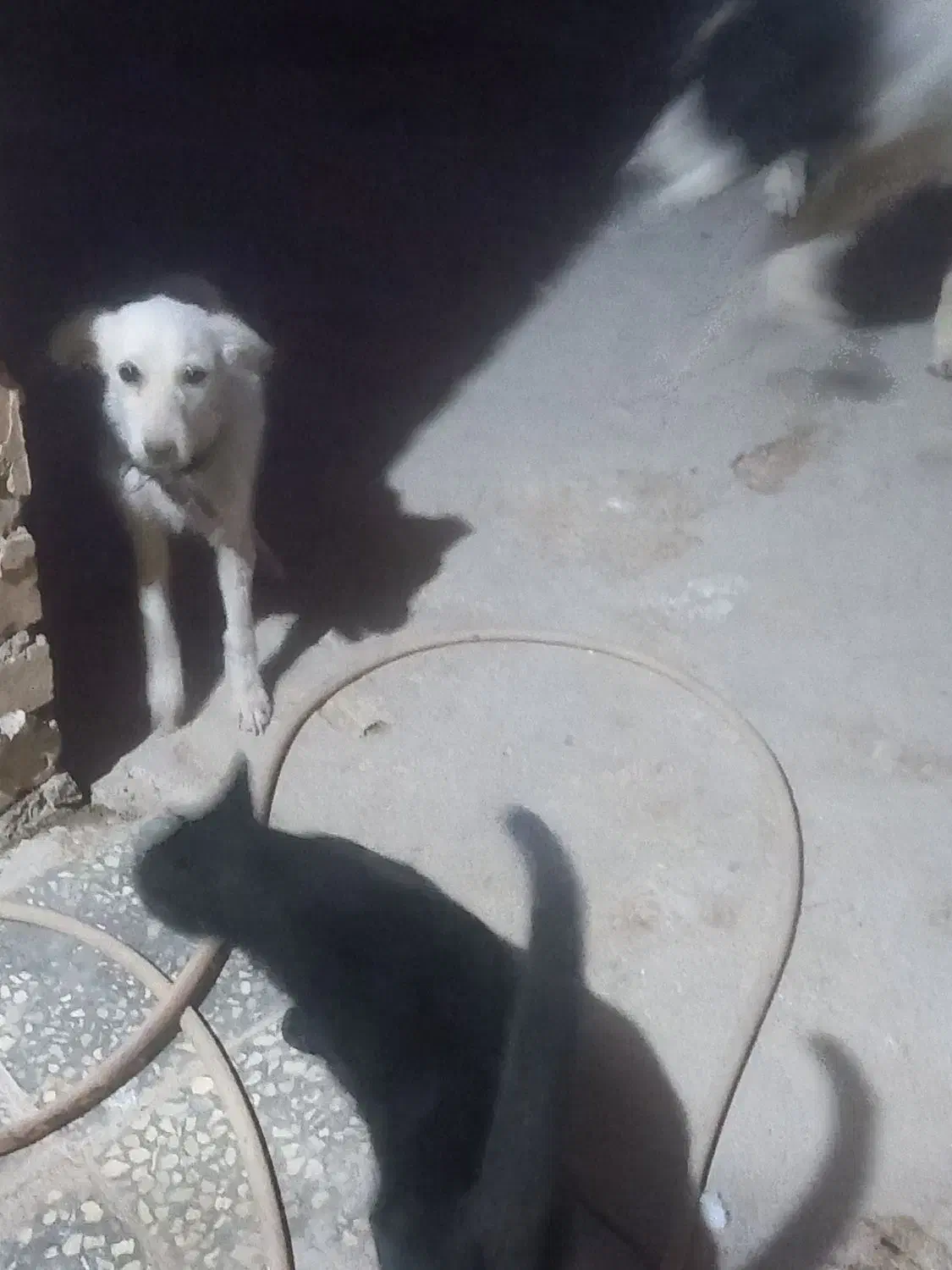 سگ پا کوتاه|سگ|خرمآباد, |دیوار