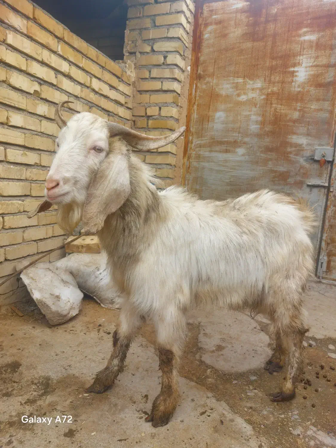 نربزسانن|حیوانات مزرعه|نیشابور, ده حلاج|دیوار