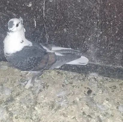 کفتربلژیکی|پرنده|تهران, جوانمردان (اندیشه)|دیوار