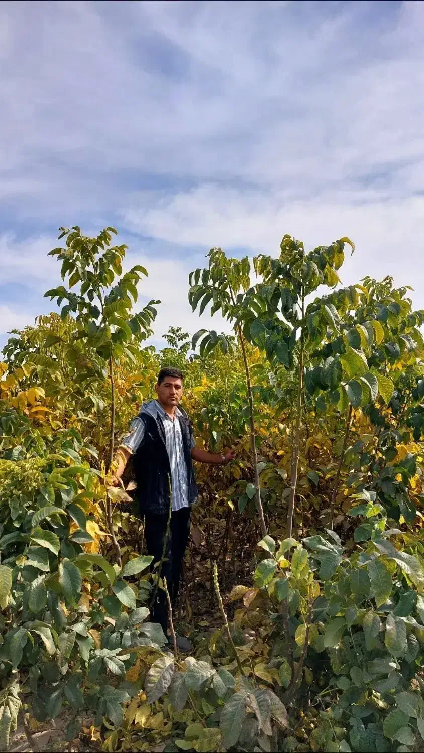 فروش انواع نهال میوه های پیوندی و اصلاح شده|خدمات باغبانی و درختکاری|سنندج, |دیوار