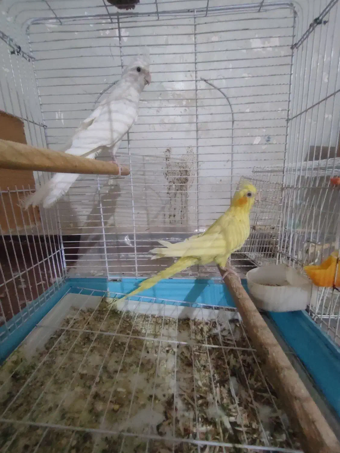 عروس هلندی|پرنده|فین, |دیوار