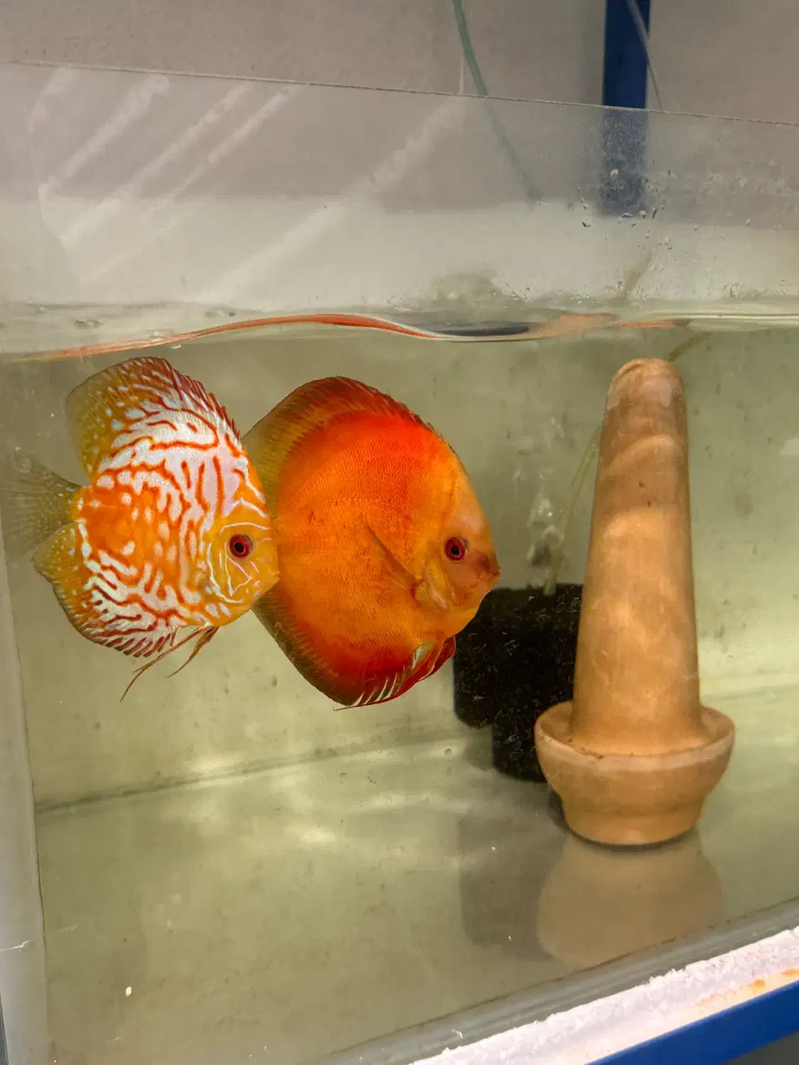 5 عدد جفت دیسکس هر جفت 4500|ماهی|اندیشه, شهرک صدف|دیوار