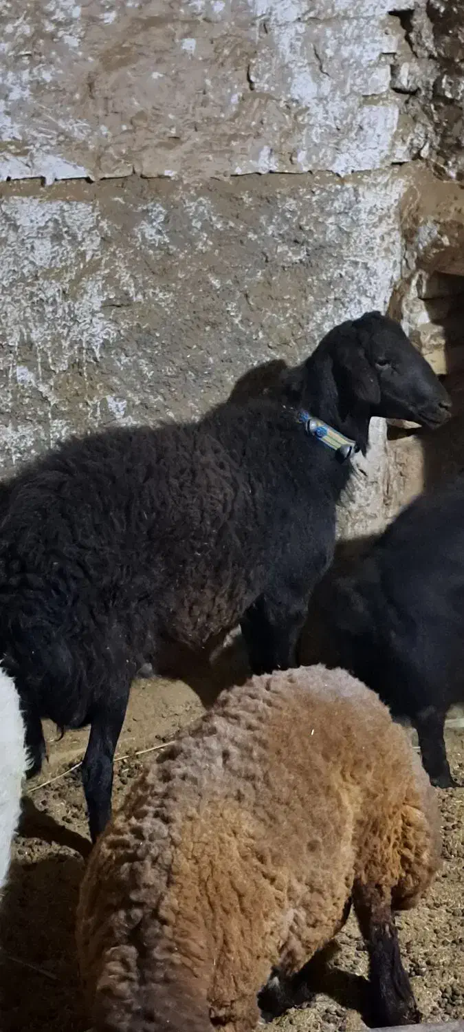 بره افشاری|حیوانات مزرعه|اردکان, |دیوار