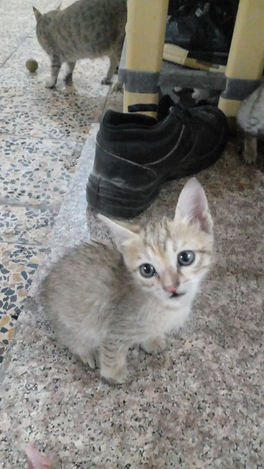 واگذاری گربه رایگان|گربه|بندر امام خمینی, |دیوار