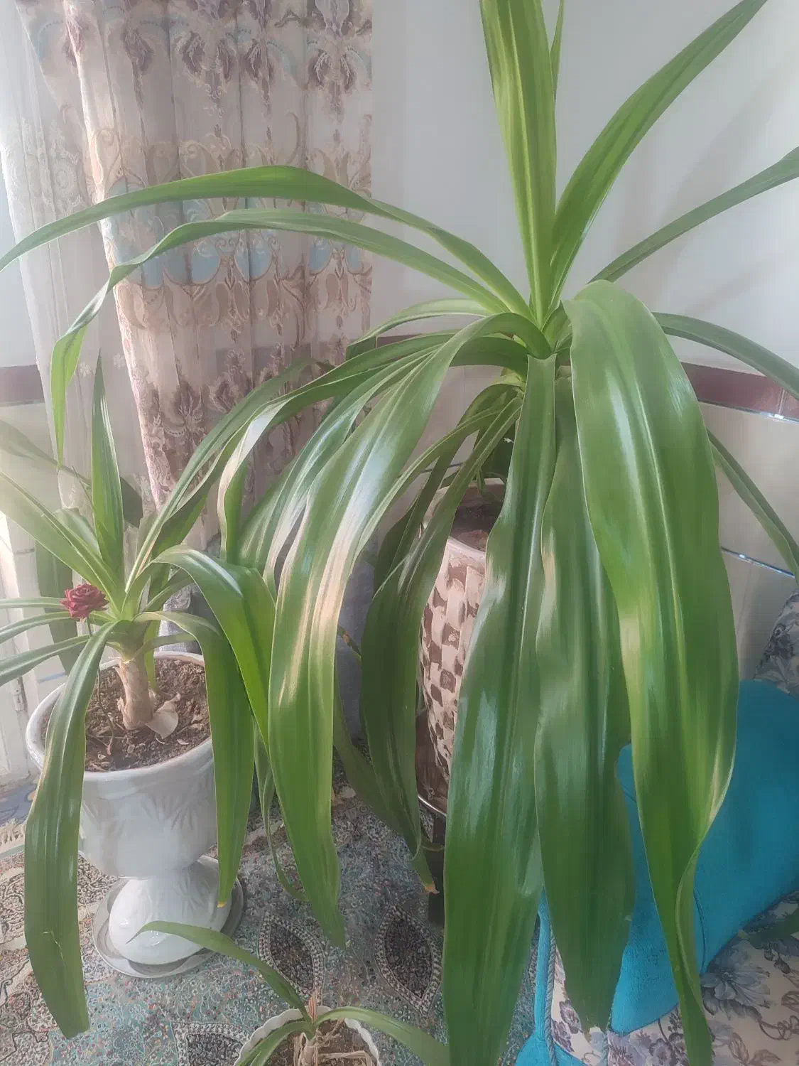 دوعدد گل موزی|گل و گیاه طبیعی|یزدان شهر, |دیوار