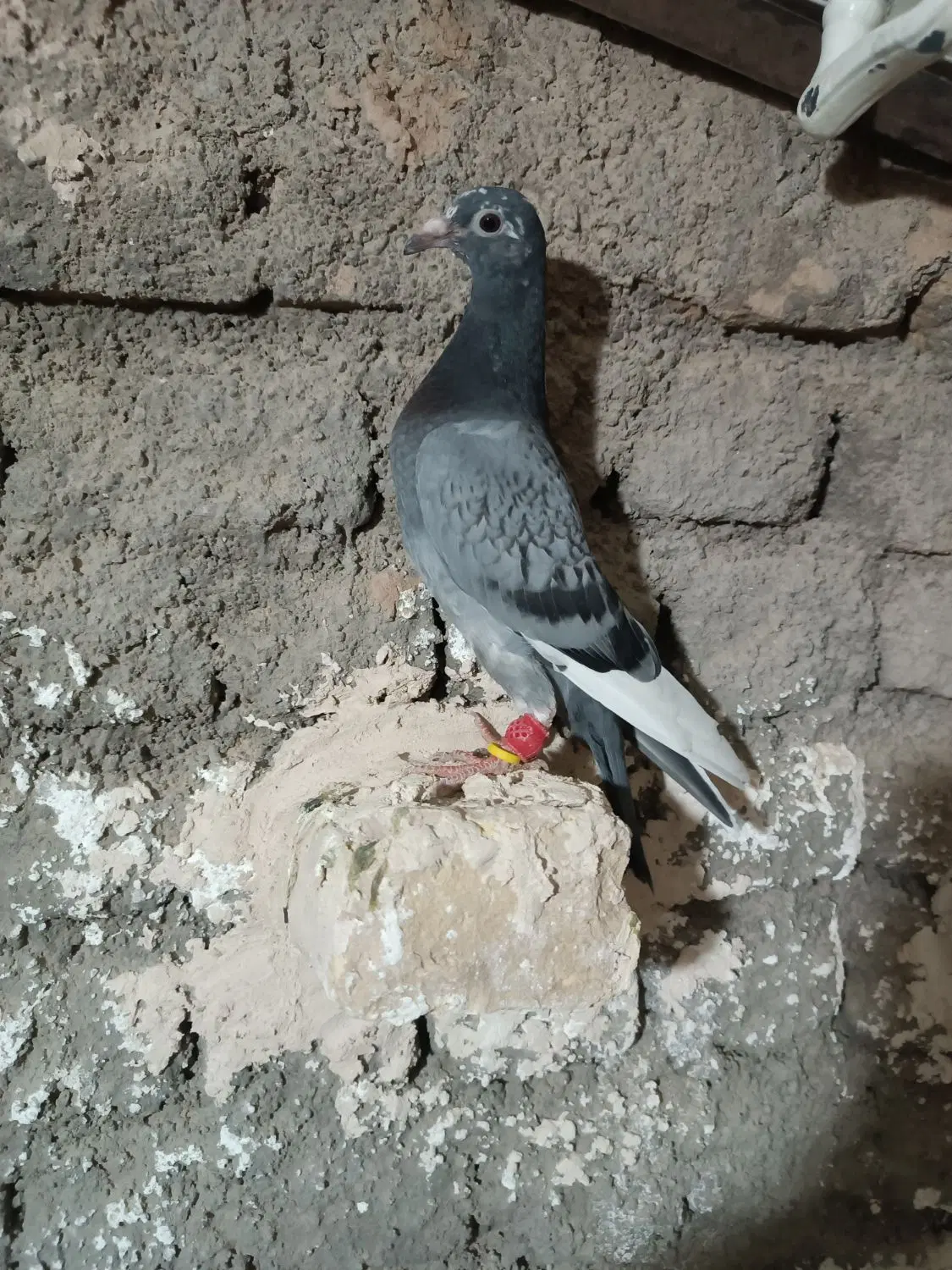 کفتر|پرنده|تربت‌حیدریه, پائین ولایت|دیوار