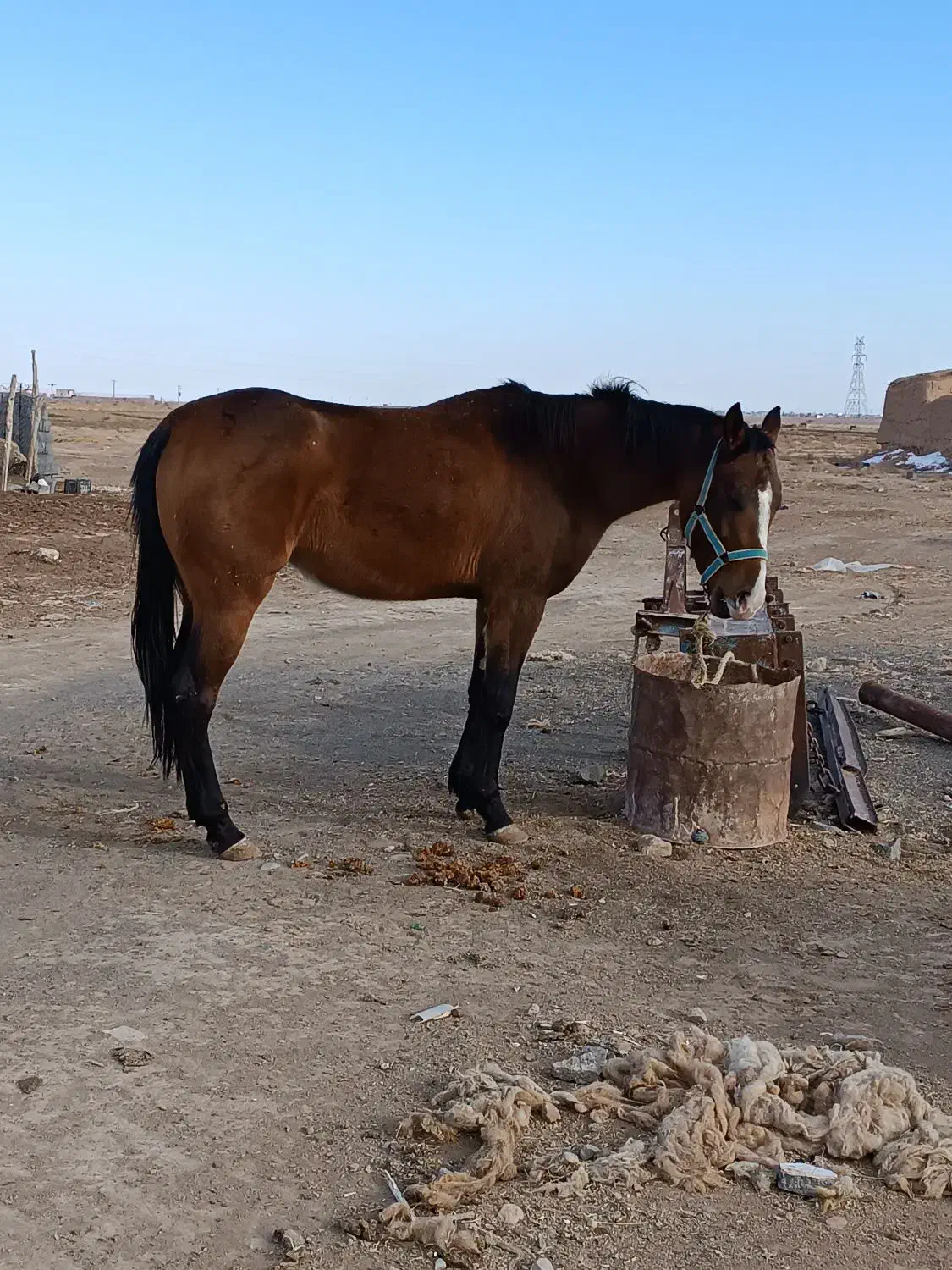 اسب|اسب و تجهیزات اسبسواری|جوین, |دیوار