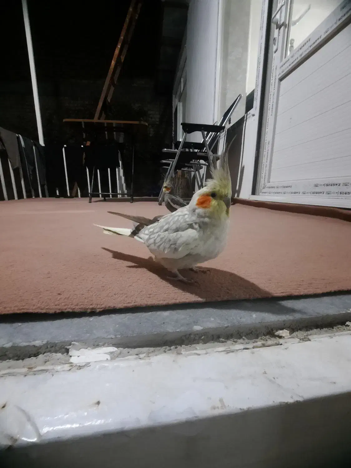 عروس هلندی|پرنده|اشنویه, |دیوار