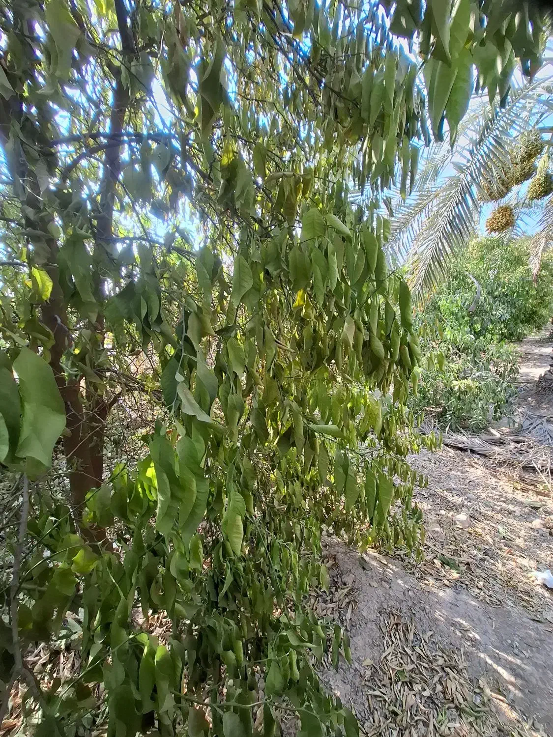 نگهداری باغ|خدمات باغبانی و درختکاری|اندیمشک, |دیوار