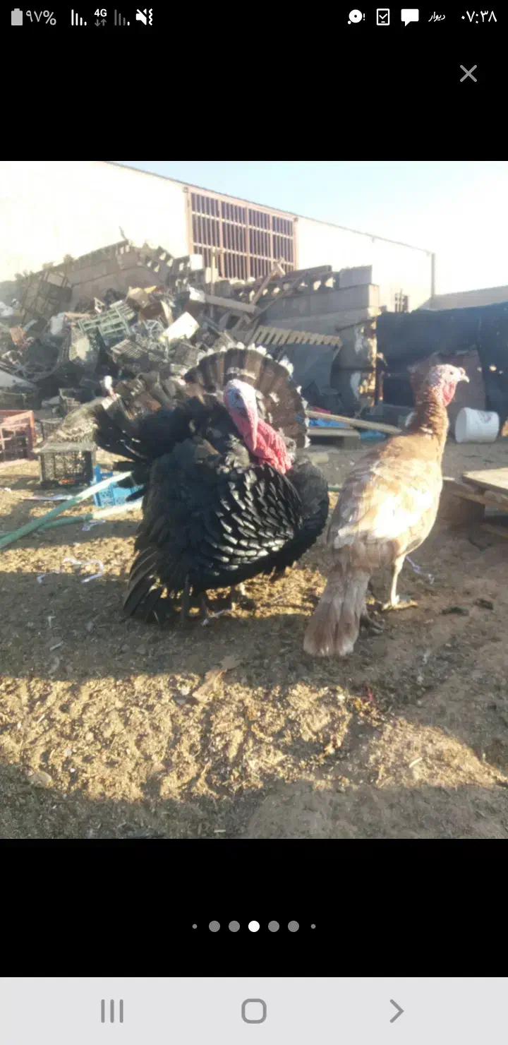 بوفلمون|حیوانات مزرعه|یزد, |دیوار