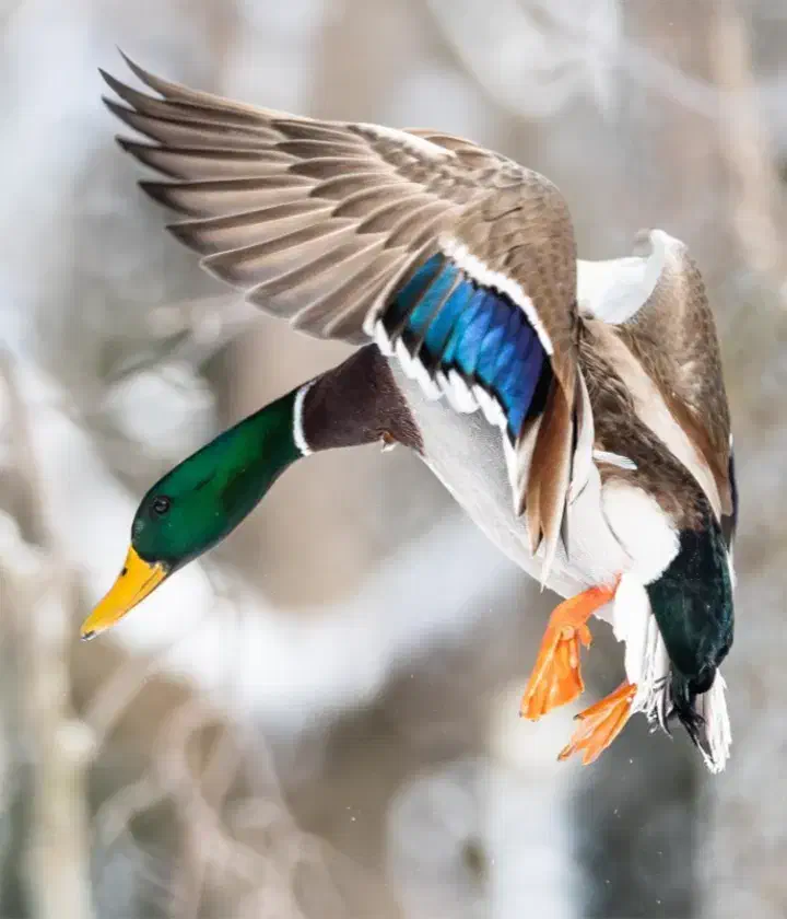 اردک کله سبز پروازی|حیوانات مزرعه|رشت, منظریه|دیوار