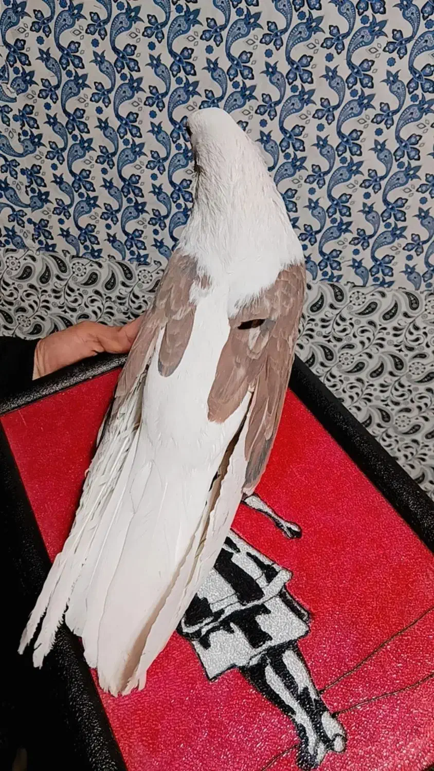 پشت سرور تهرانی|پرنده|کرمان, |دیوار