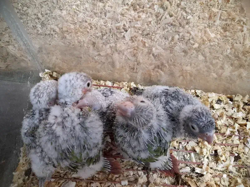 جمع آوری گرینچیک سرلاکی|پرنده|بجنورد, |دیوار