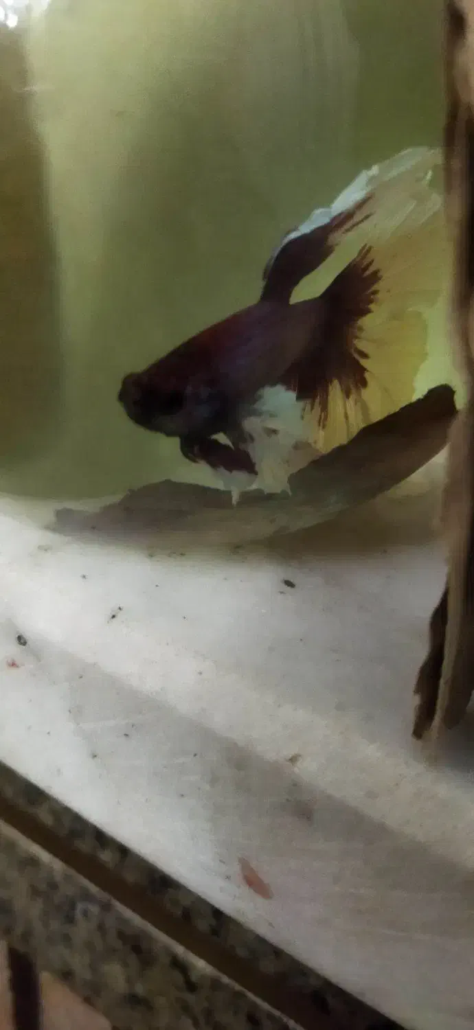 جفت فایتر بیگ ایر وارداتی|ماهی|نظرآباد, نظرآباد|دیوار