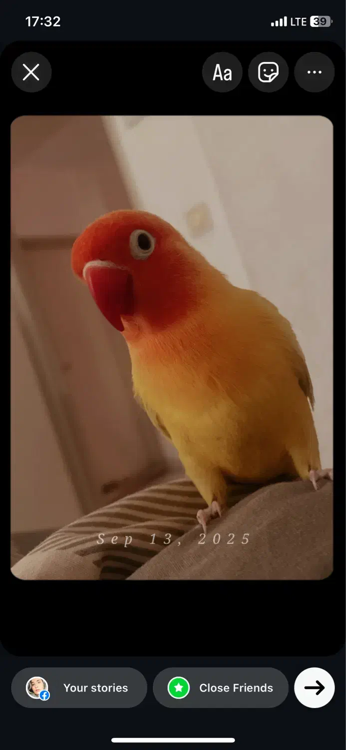 طوطی برزیلی|پرنده|تهران, سوهانک|دیوار