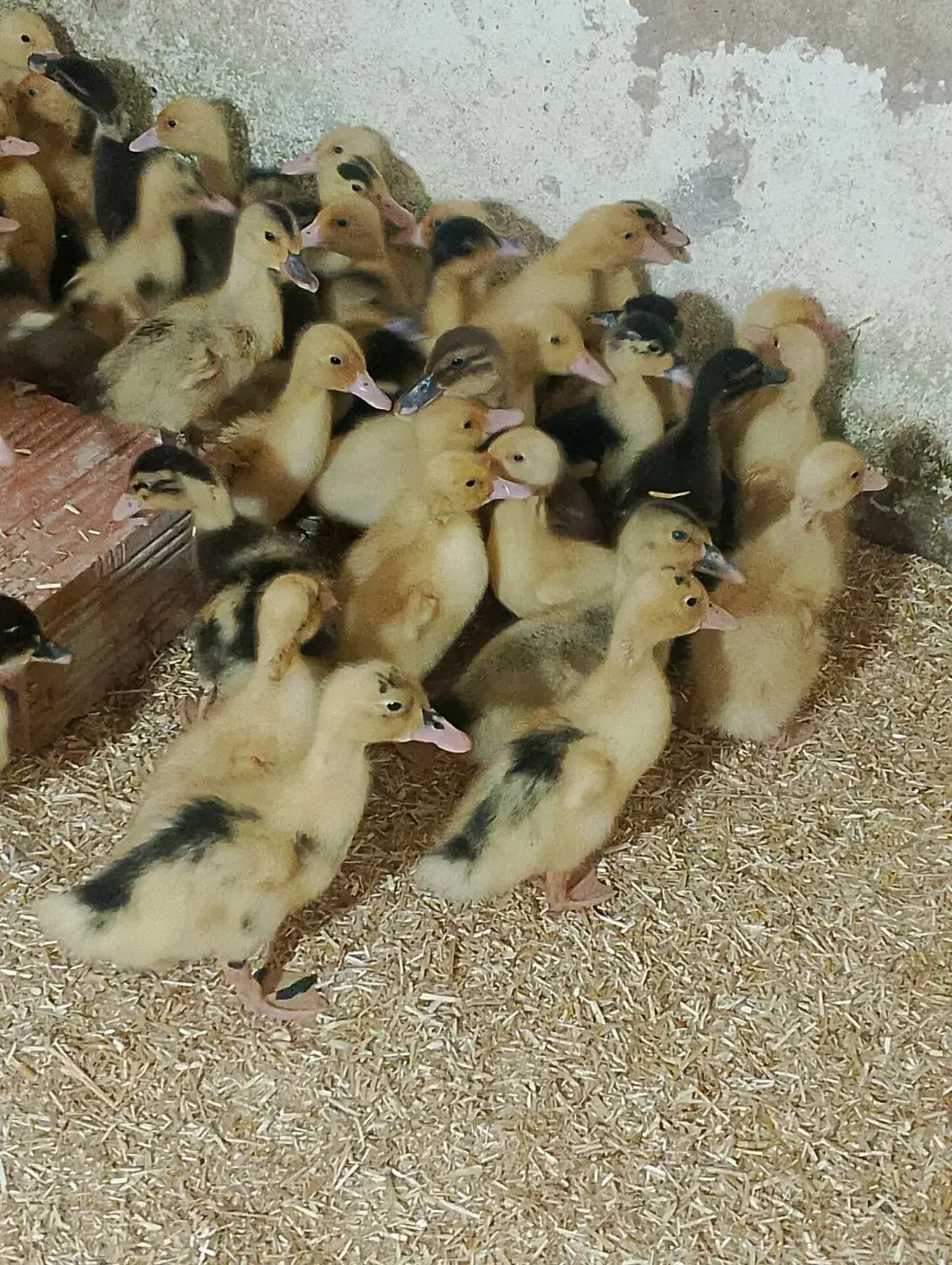 فروش جوجه اردک محلی ورامینی12روزه|حیوانات مزرعه|دابودشت, |دیوار