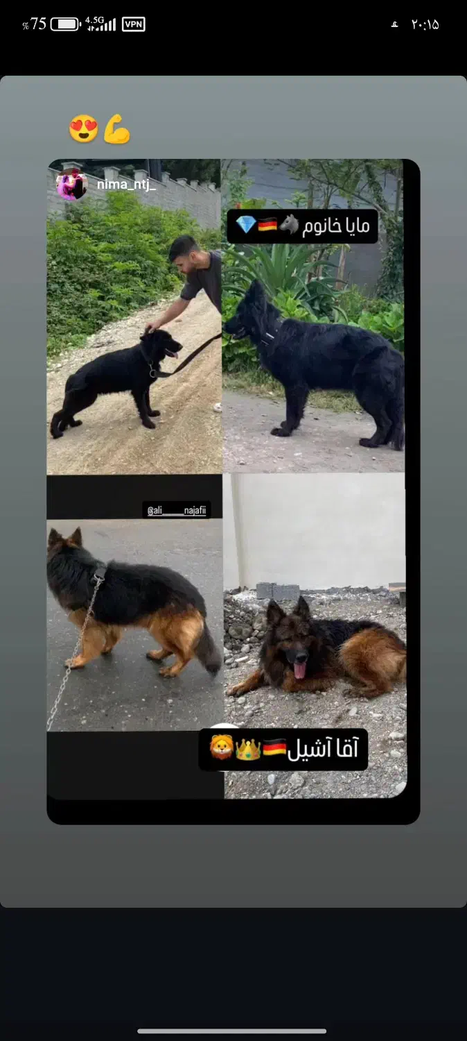 ژرمن|سگ|نشتارود, |دیوار