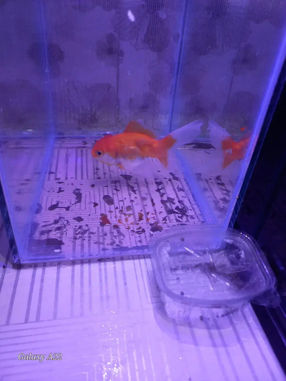 ماهی گلد فیش و ماهی گوپی|ماهی|مشهد, اروند|دیوار